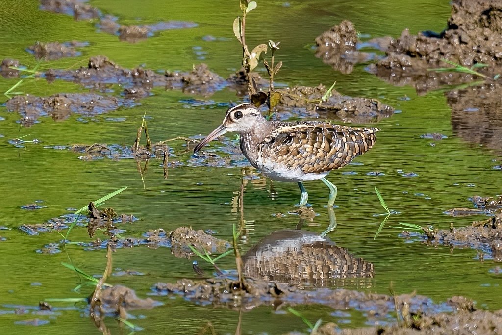 Greater Painted-snipe